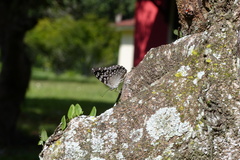 Hamadryas feronia
