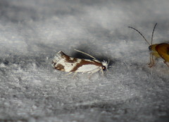 Lichenaula laniata