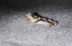 Lichenaula laniata