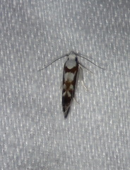 Lichenaula laniata