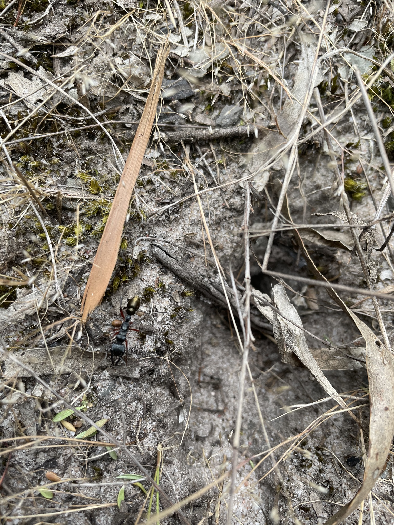 Myrmecia fulvipes