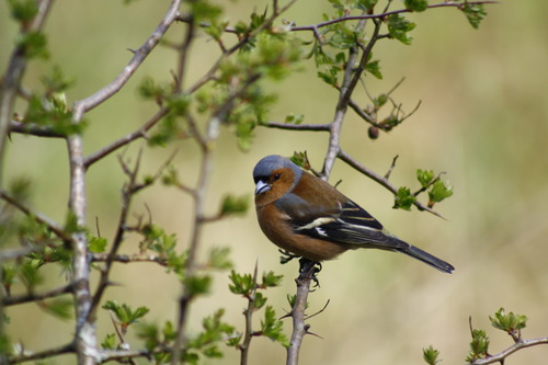 Fringilla coelebs