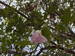 Tabebuia