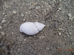 Bocourtia aequatoria