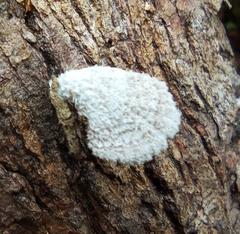 Schizophyllaceae