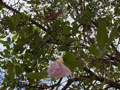 Tabebuia