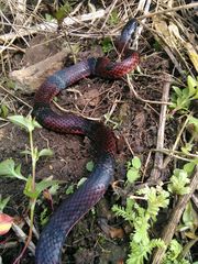 Erythrolamprus bizona