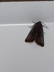 Galgula