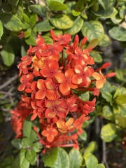 Ixora