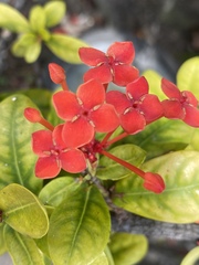 Ixora