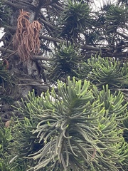 Araucaria