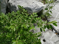 Neopringlea integrifolia