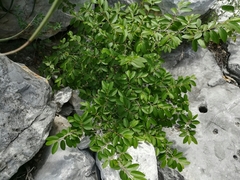 Neopringlea integrifolia