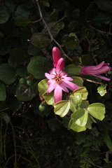 Passiflora orbiculata
