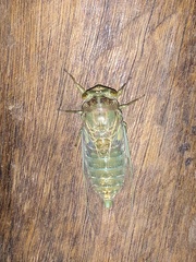 Quesada gigas