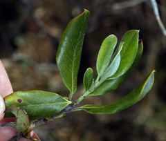 Garrya buxifolia