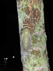 Quesada gigas