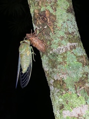 Quesada gigas