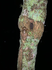 Quesada gigas