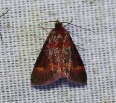 Pyrausta pseuderosnealis
