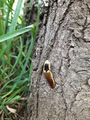 Semiotus luteipennis