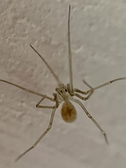 Spermophora senoculata