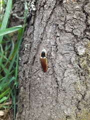 Semiotus luteipennis