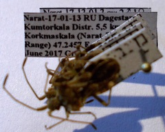 Centrocoris spiniger