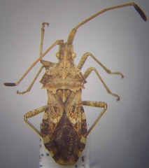 Centrocoris spiniger