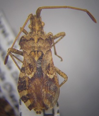 Centrocoris spiniger