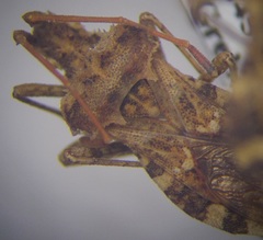 Centrocoris spiniger