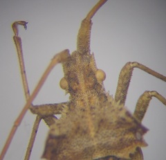 Centrocoris spiniger