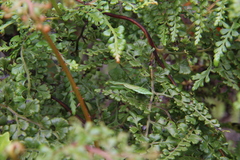 Callimantis antillarum