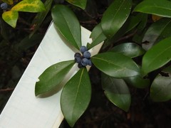 Litsea rotundifolia