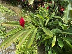 Alpinia purpurata