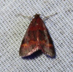 Pyrausta pseuderosnealis