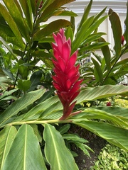 Alpinia purpurata