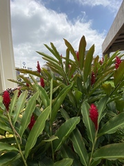Alpinia purpurata