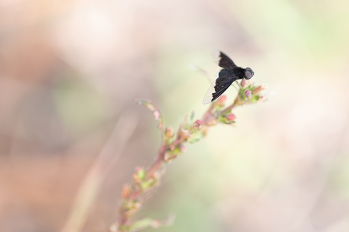 Black Bee Fly photo 5