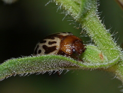 Zygogramma piceicollis