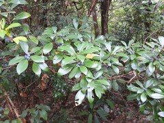 Litsea rotundifolia