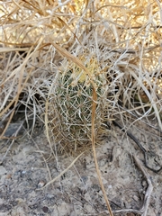 Ancistrocactus scheeri scheeri