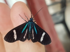 Mydromera notochloris