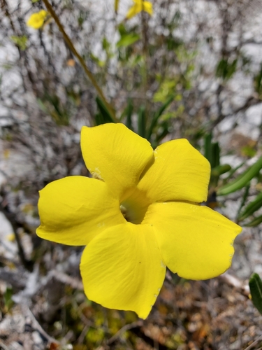 Elephant's Foot Plant