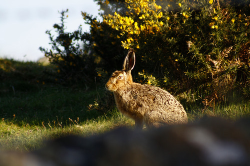Lepus europaeus