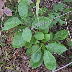 Chionanthus virginicus