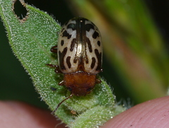 Zygogramma piceicollis