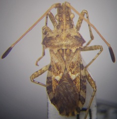 Centrocoris spiniger