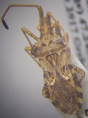 Centrocoris spiniger