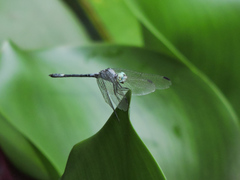 Micrathyria schumanni